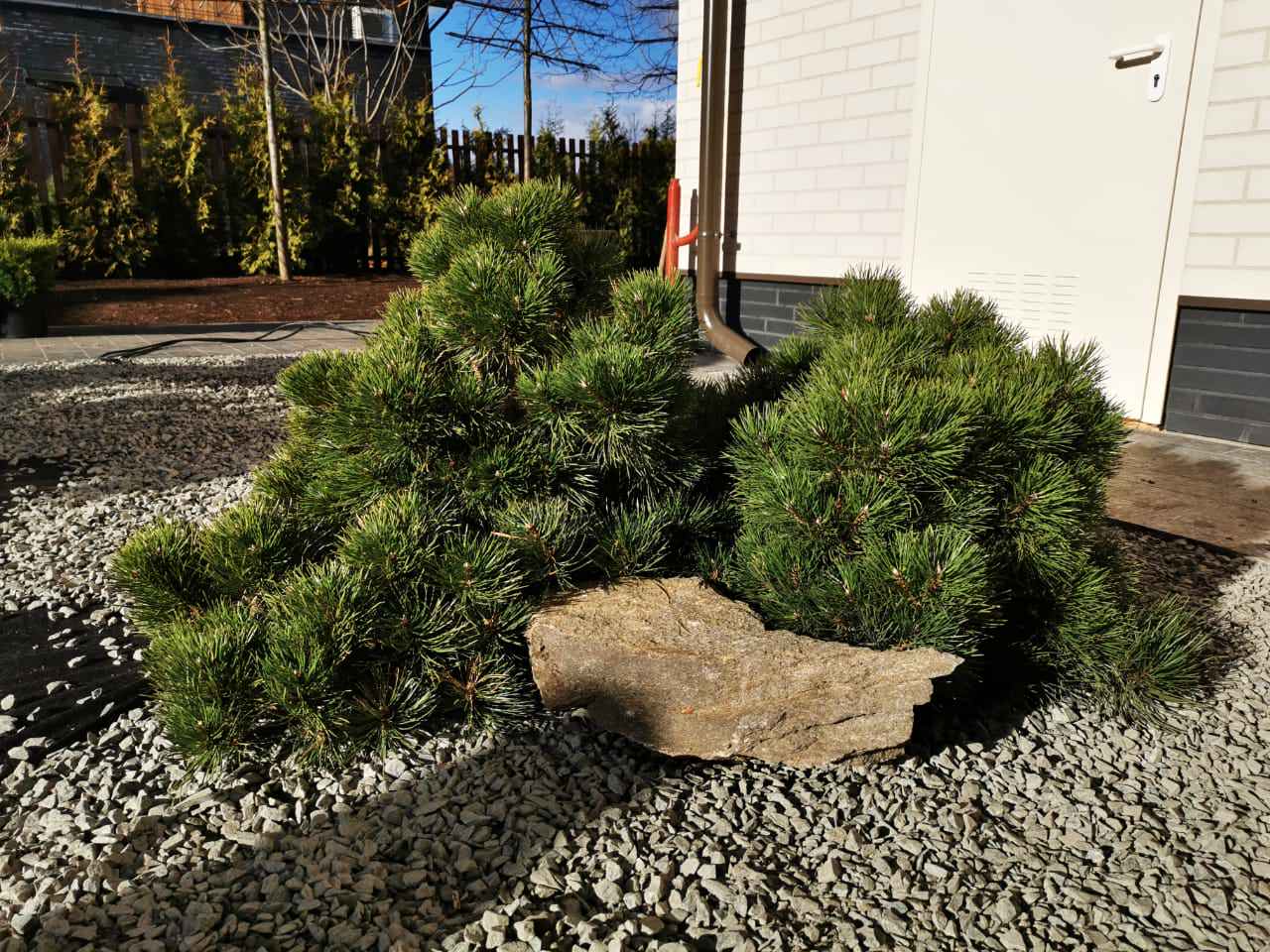 КП Пестово "Evergreen'