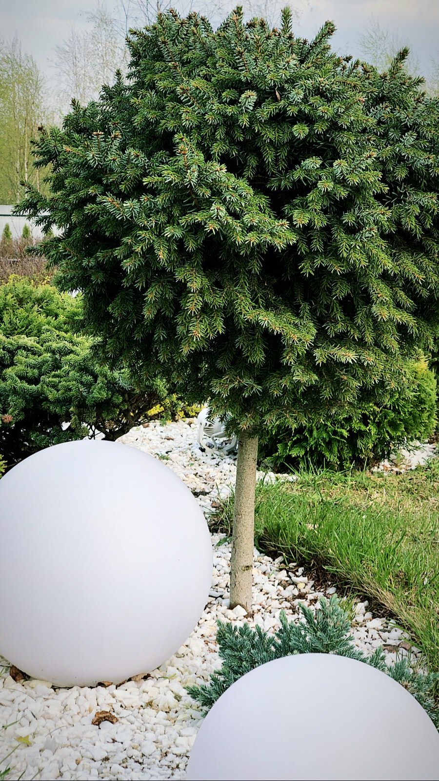 Сад "в процессе..."