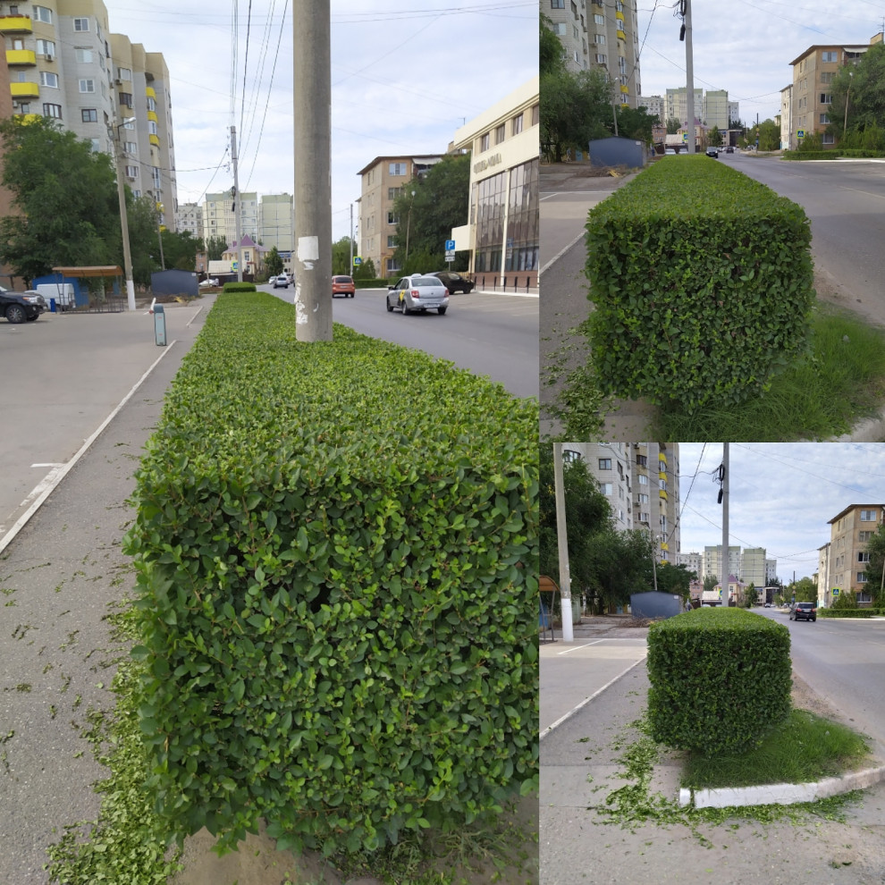 Обложка проекта: топиарная стрижка в Астрахани и Астраханской области