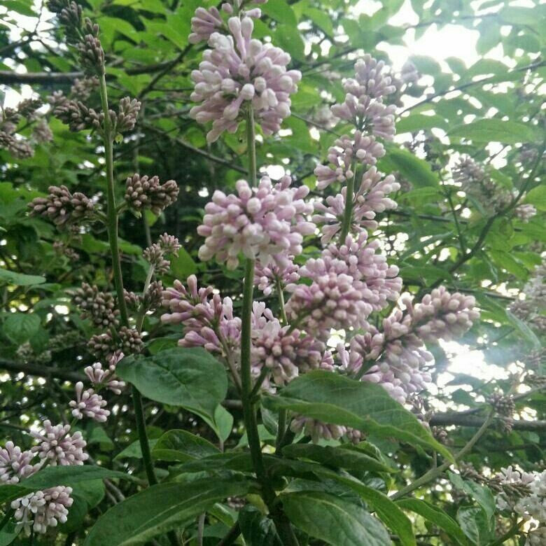 Как правильно: Выбрать и посадить сирень в своем саду