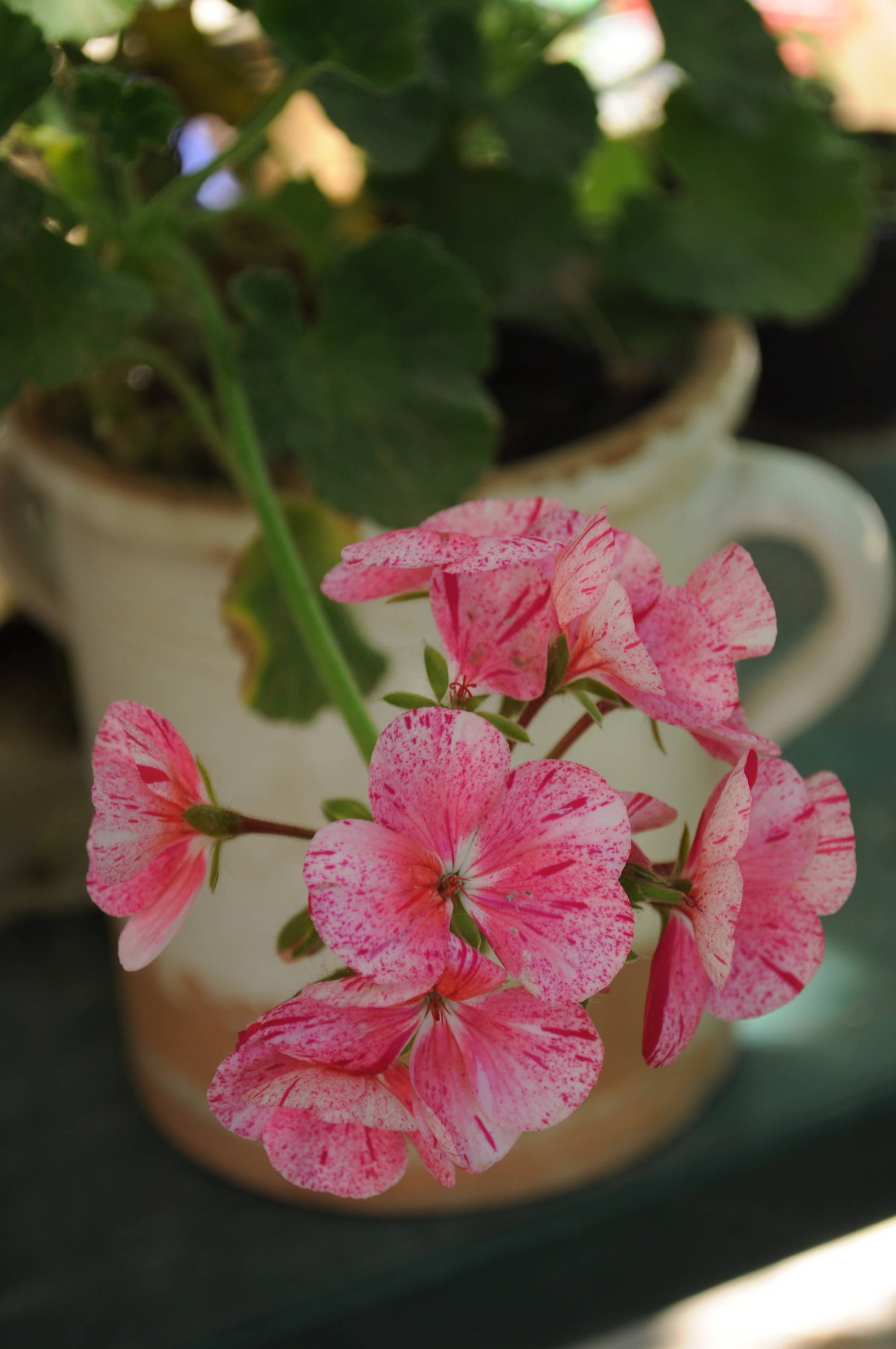 Чистый яд: Комнатные растения, которым не место в доме