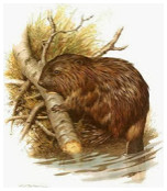 Андрей Поддубный