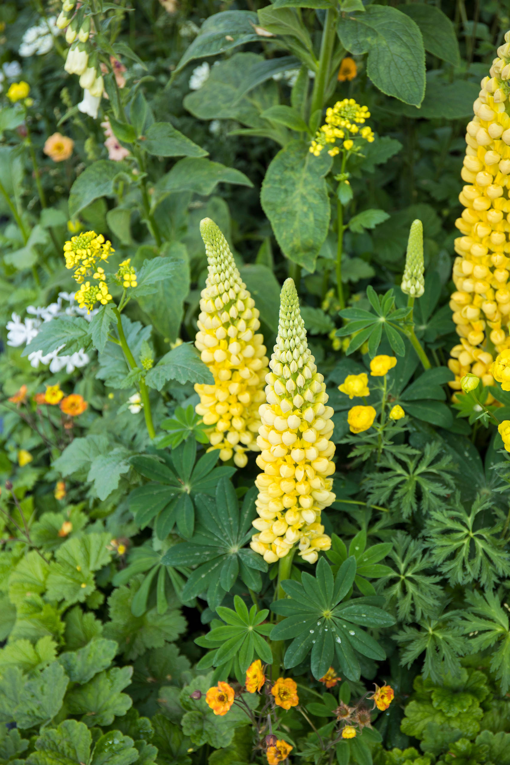 Уроки Chelsea Flower Show: Модные растения 2018 года