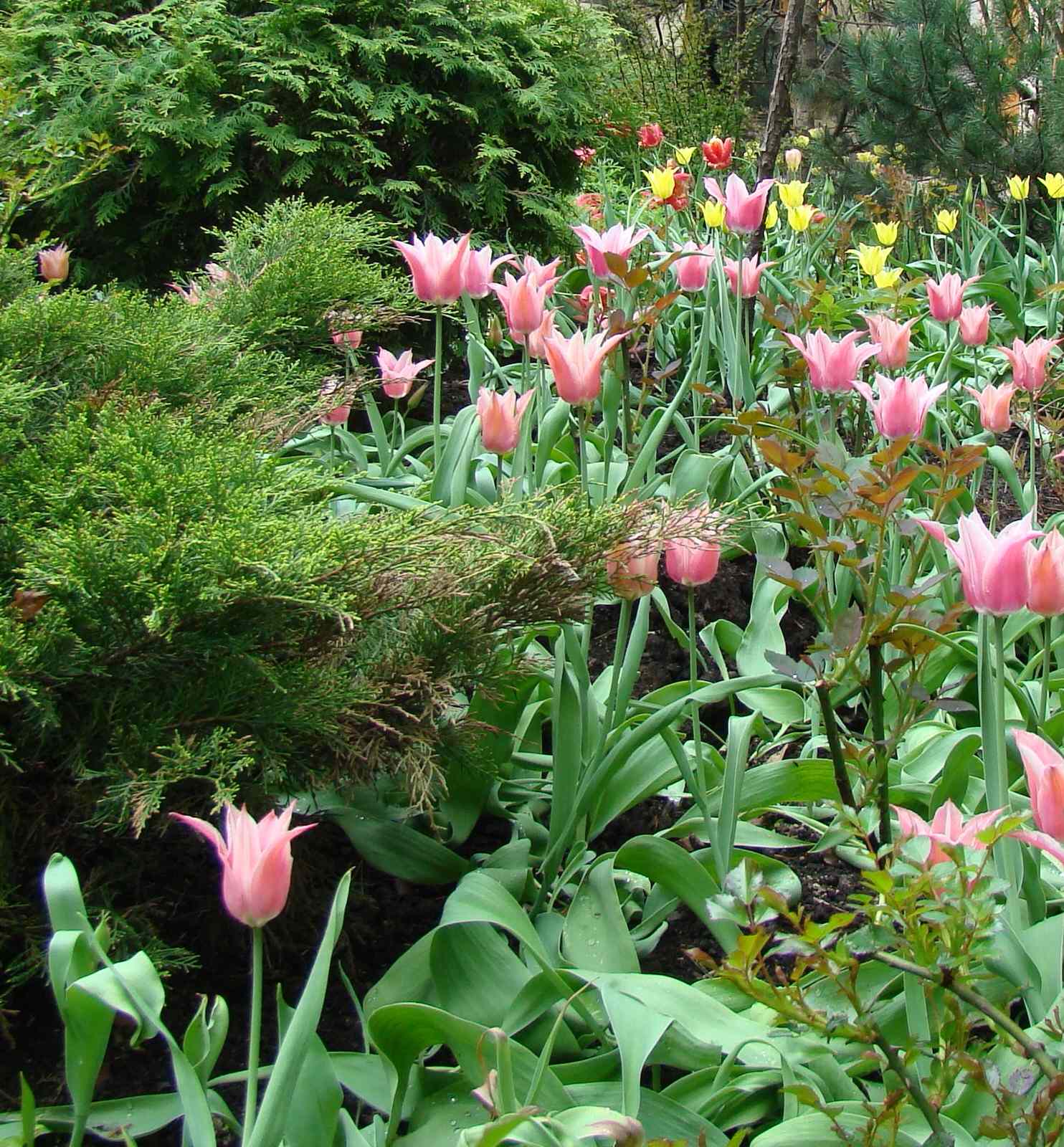 Молодой весны гонцы