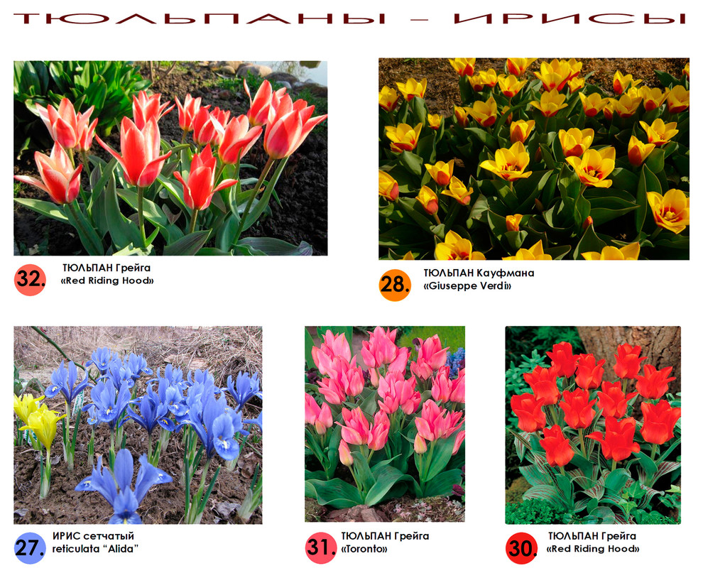 Проект участка - цветники с весенними луковичными - видеоряд - ирисы и тюльпаны.