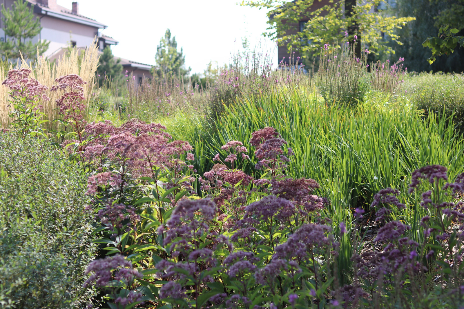 WB Берег пруда (август)