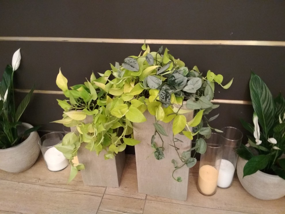 фитодизайн