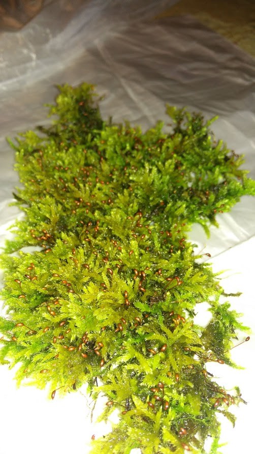 Живой мох в интерьере