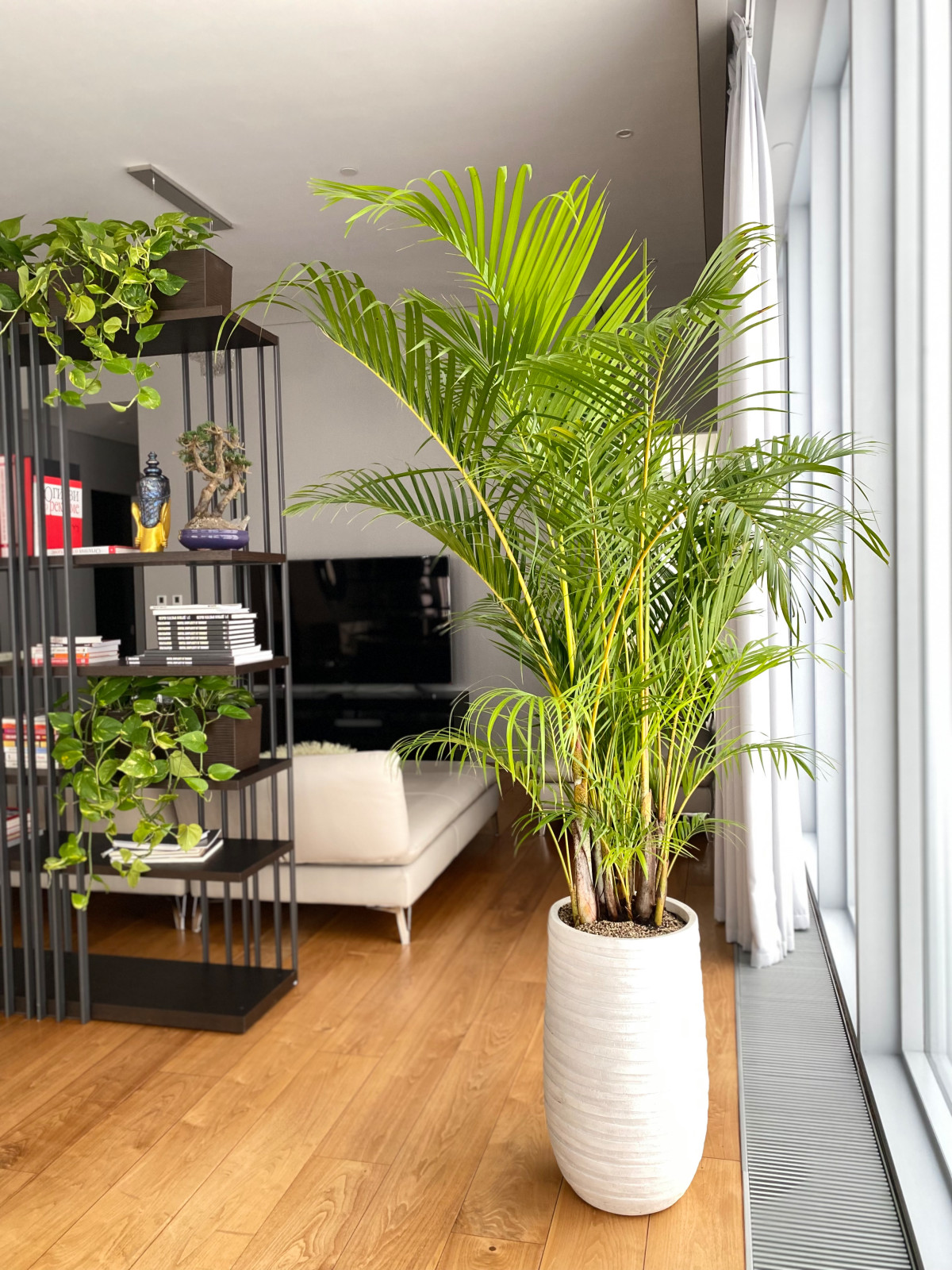 Озеленение гостиной