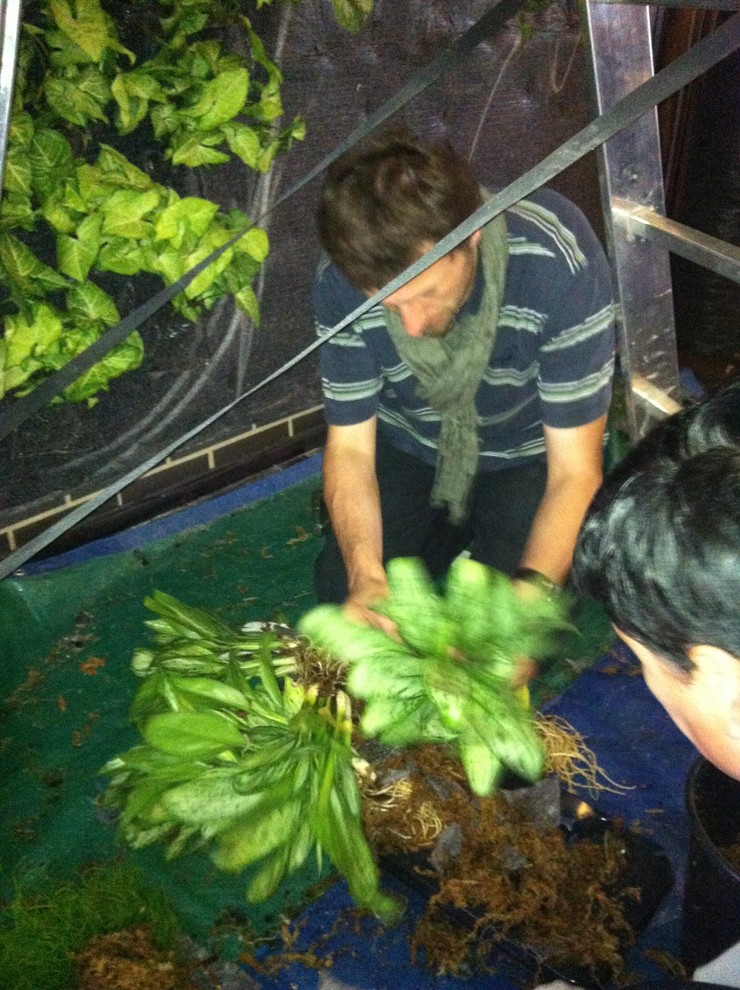 Вертикальные сады