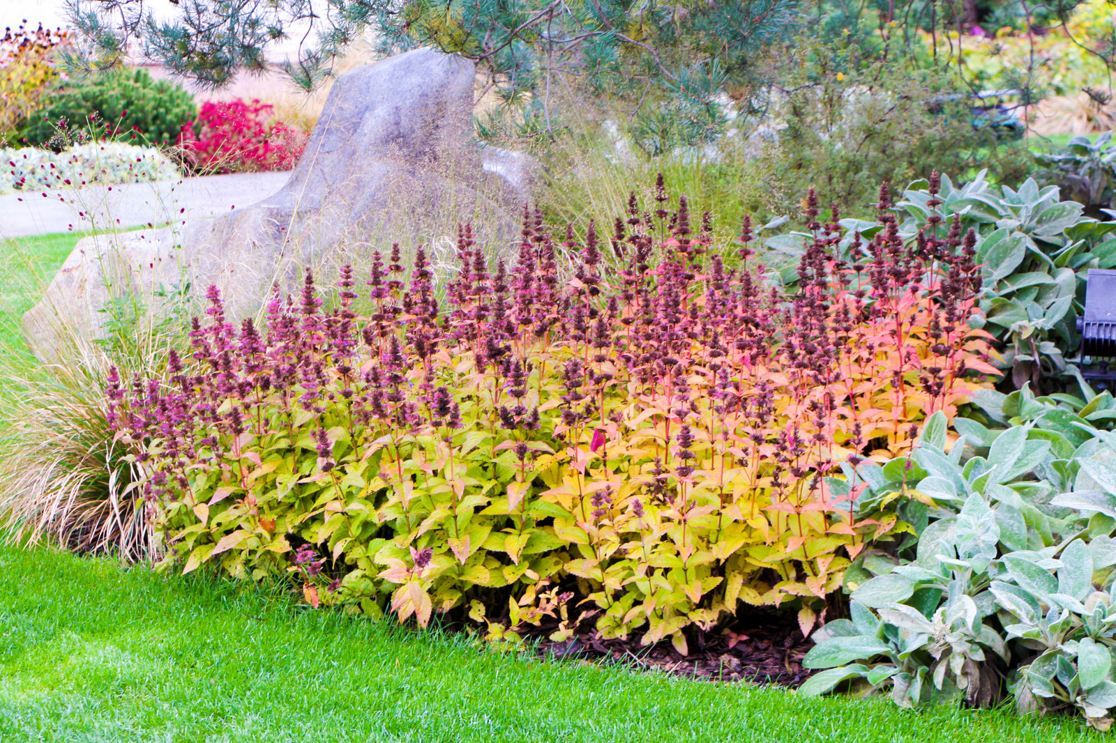 Горки-10, 2017-2020 г.г.