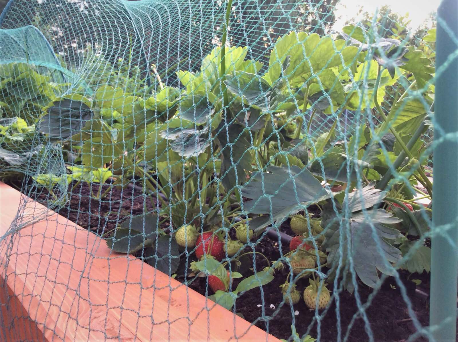 ПОЛЕТ ШМЕЛЯ