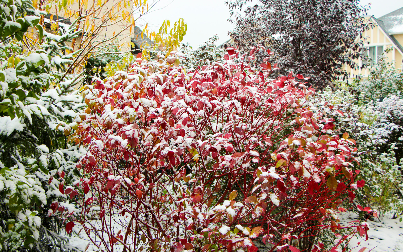 Новые Вешки