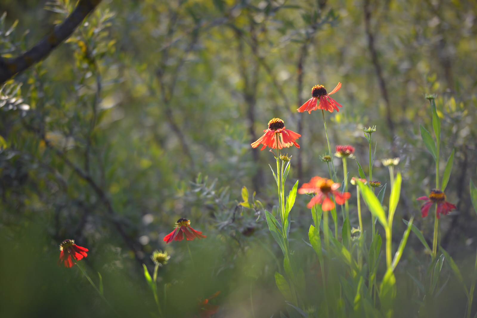 Английская история