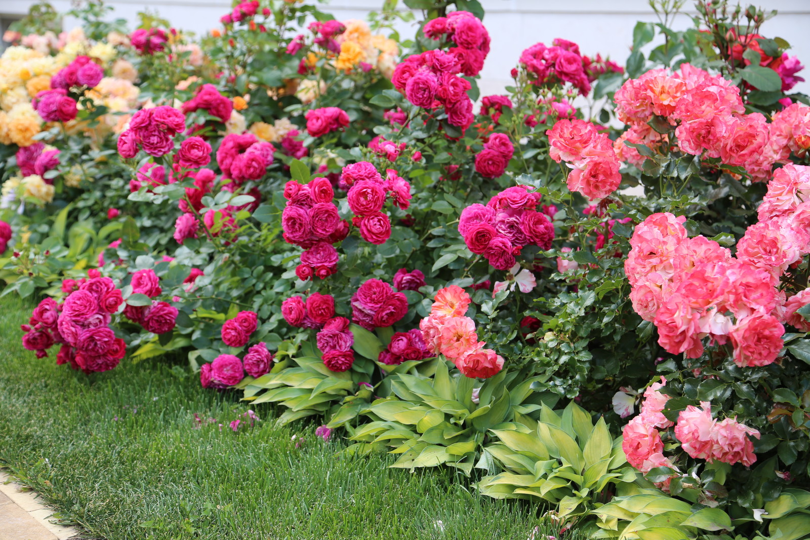 Розарии в садах NB-GARDEN