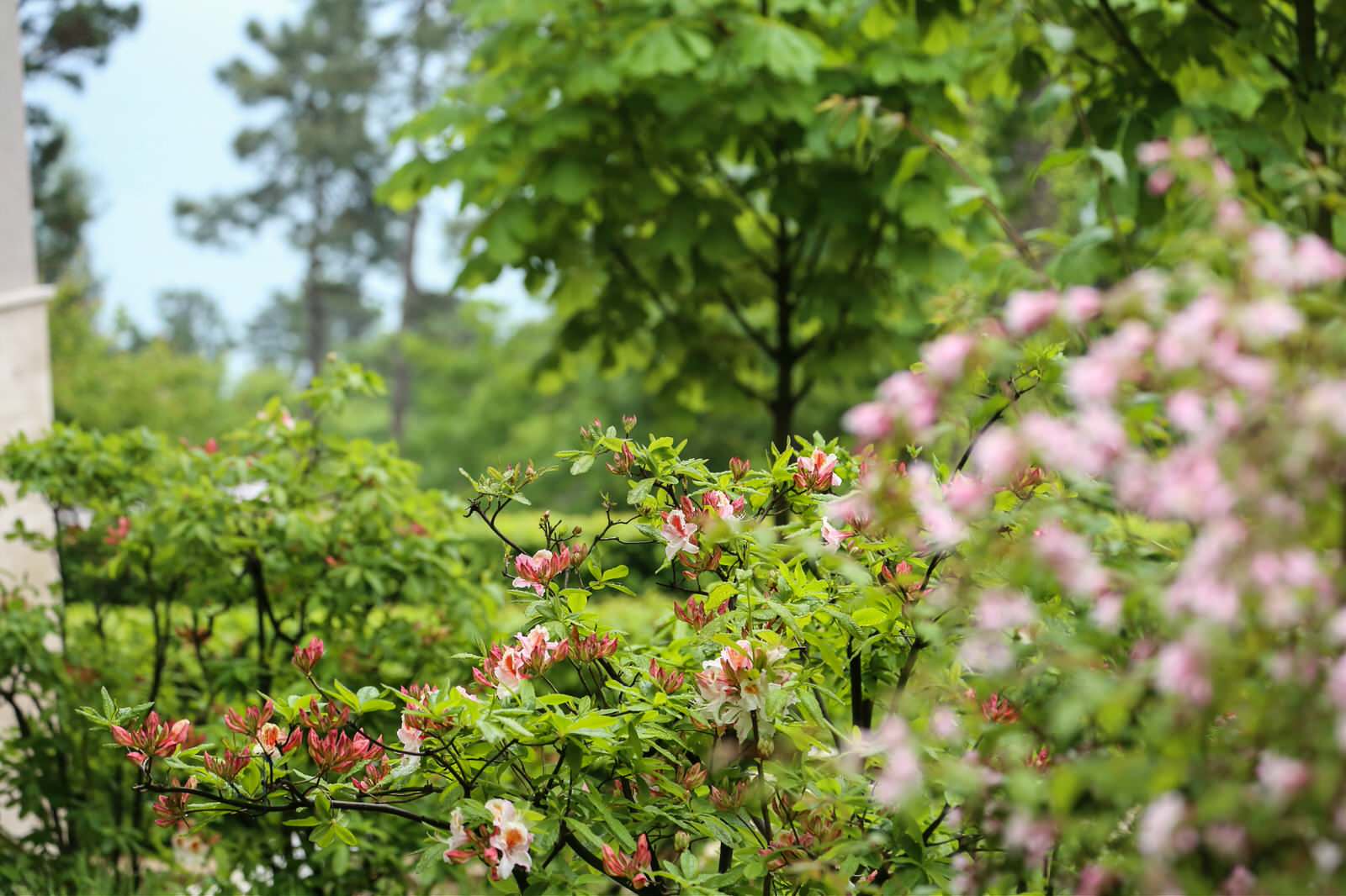 Зеленая роща