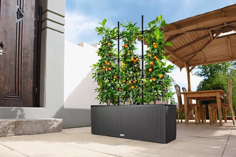 Зеленая перегородка