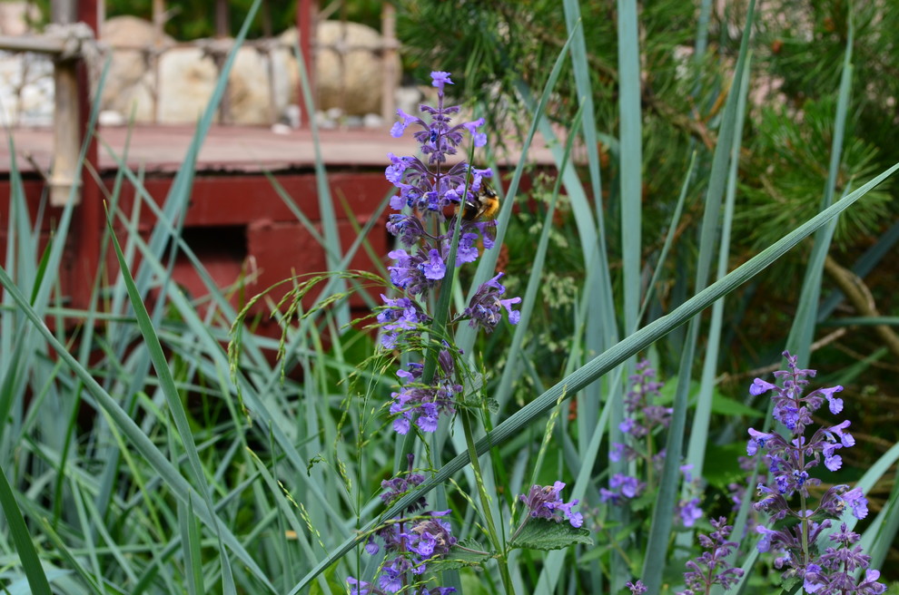 Китайский сад в Потапово.
