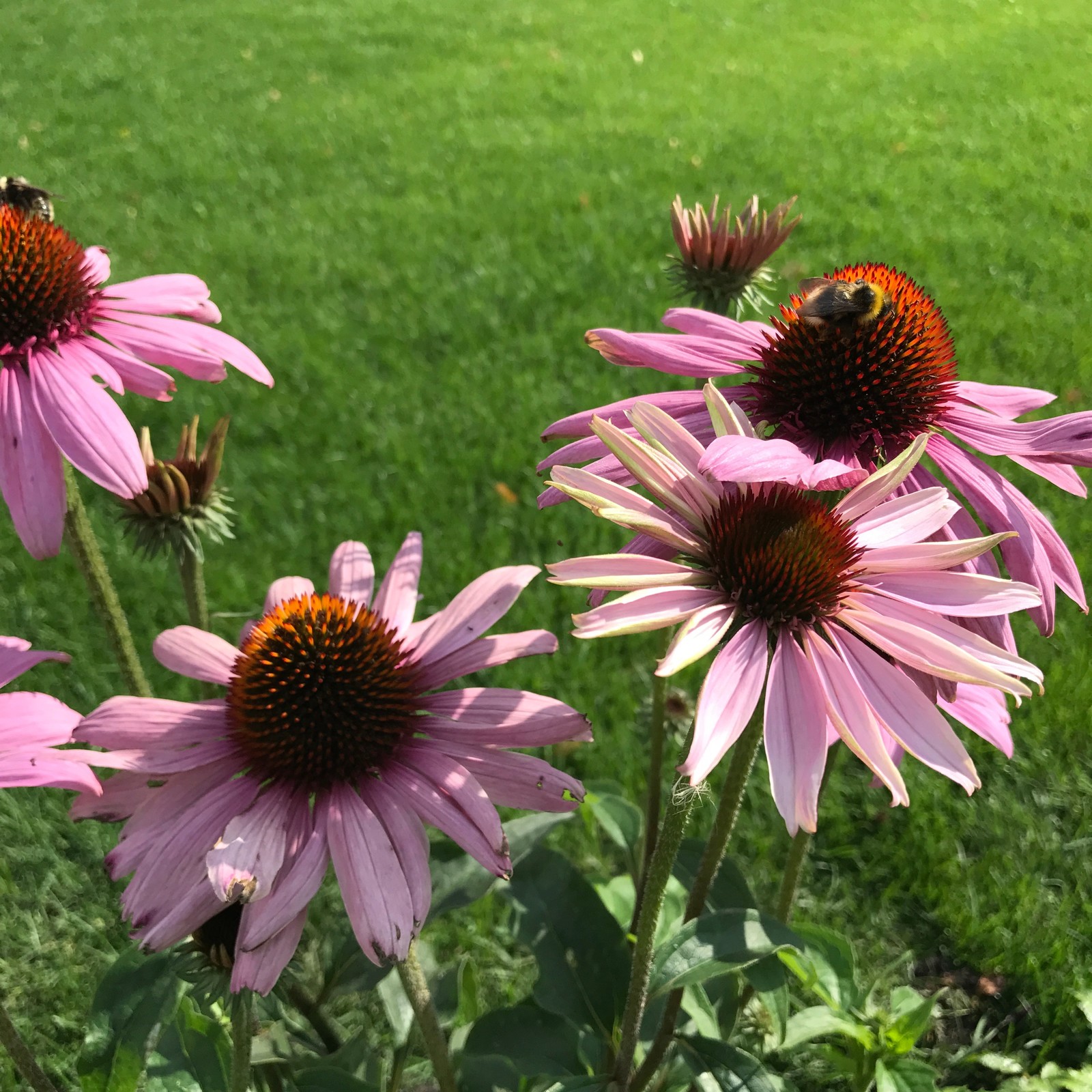 Малинки Виладж