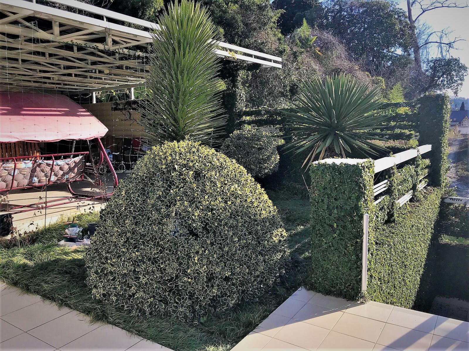 Обложка проекта: Хоста 1