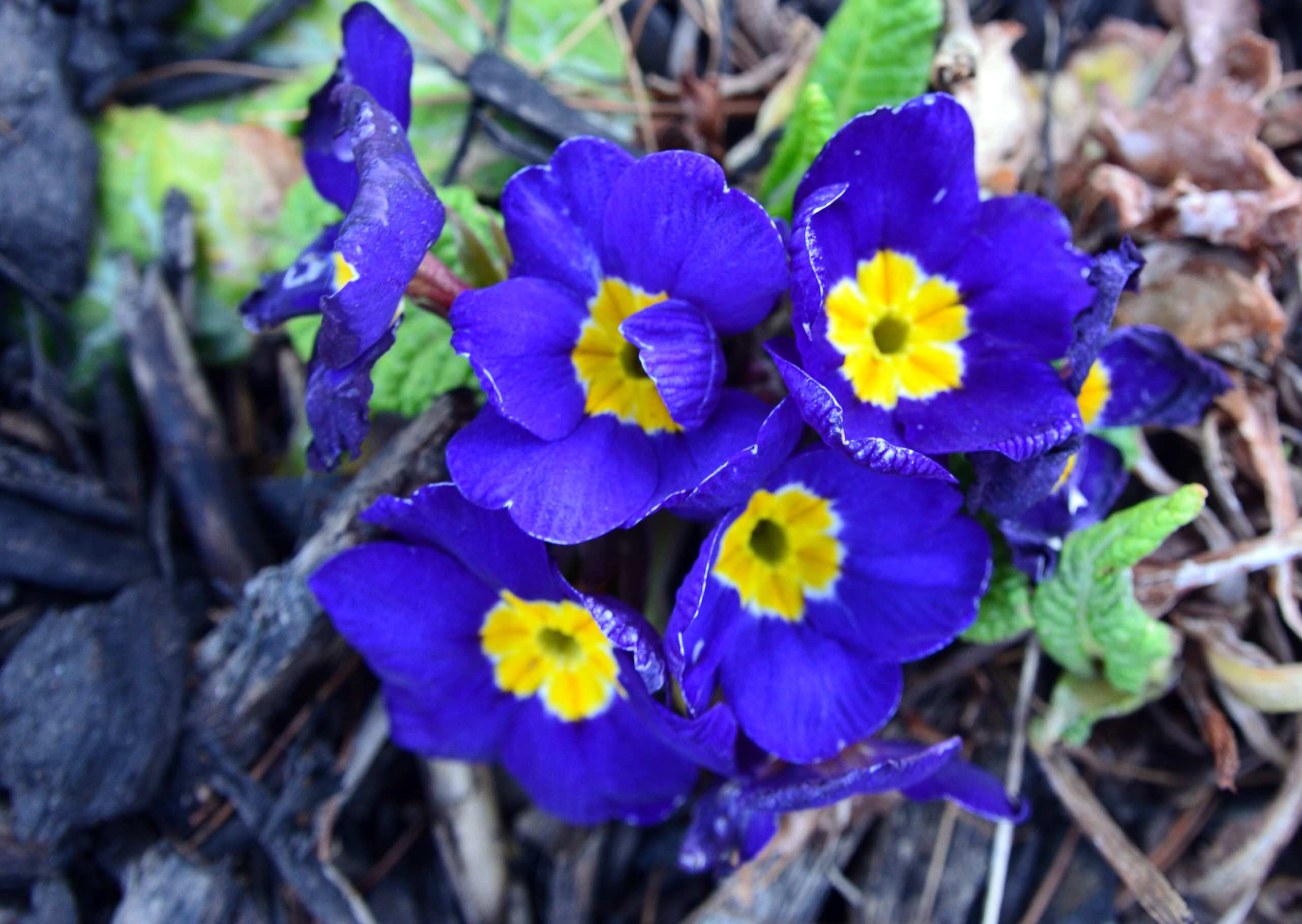 Растение месяца: Примула