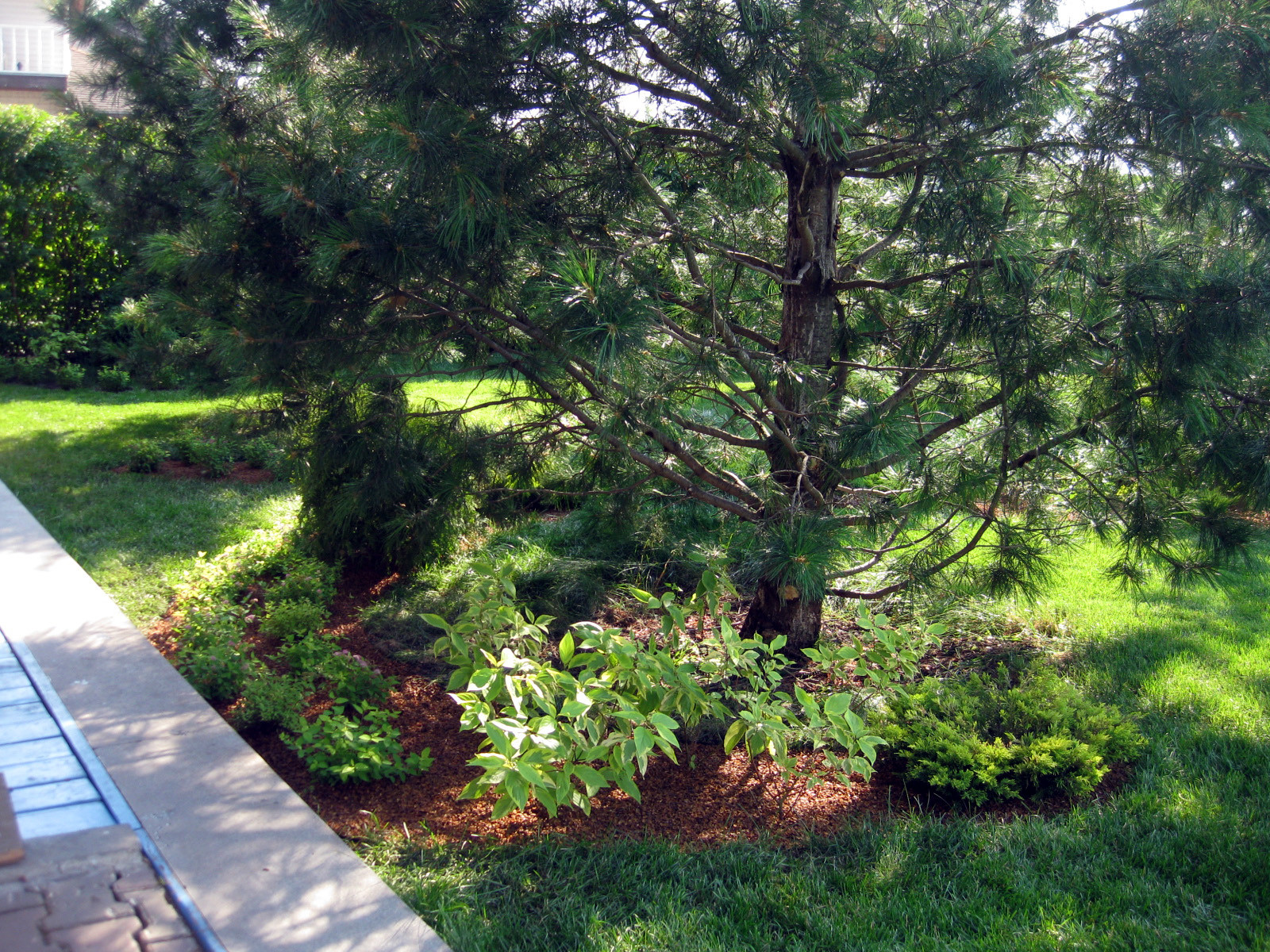 Декоративные посадки