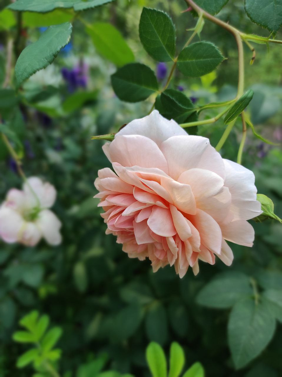 Обложка проекта: Лесной сад СветоТень