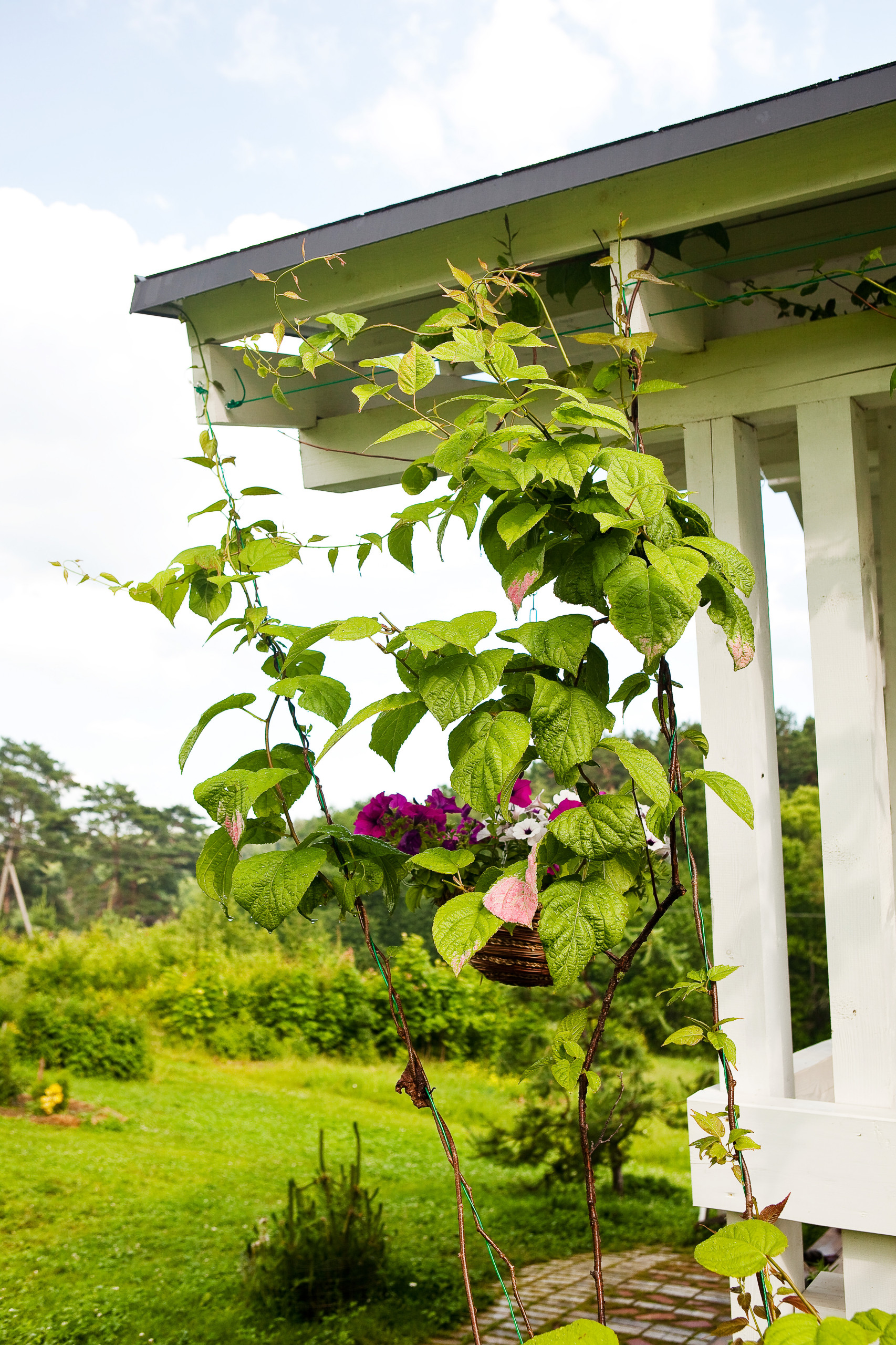 В гостях: Чудеса экономии, или самый практичный дом на свете