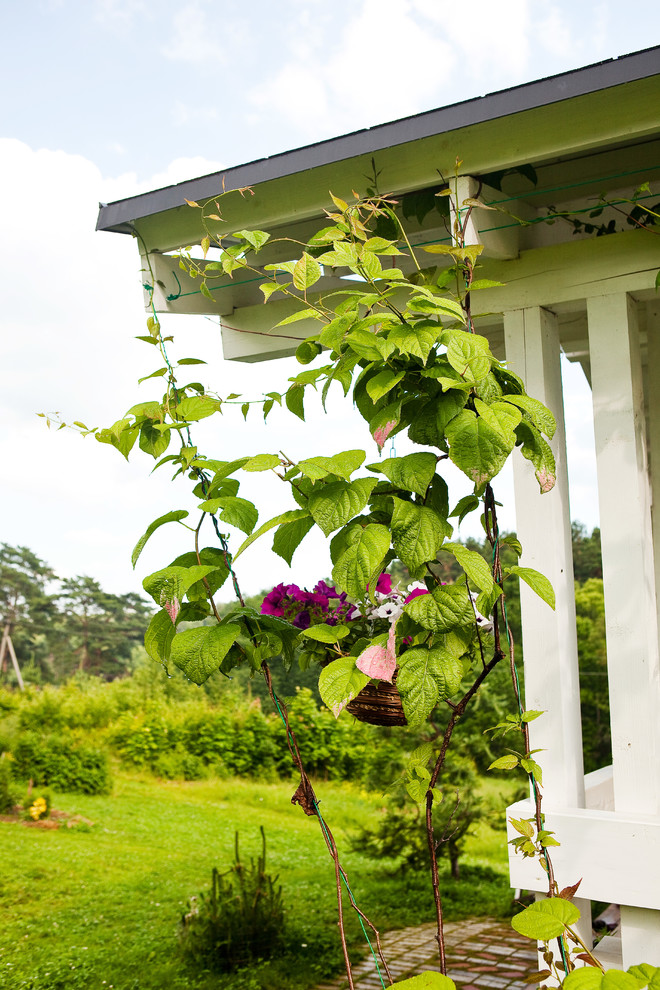 Вопрос: Есть ли альтернатива девичьему винограду на фасаде