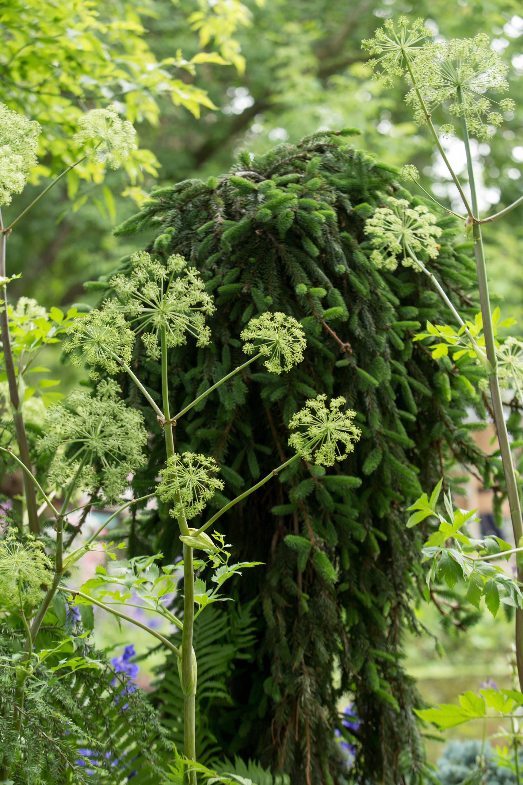 Проект недели: Сад в стиле модерн