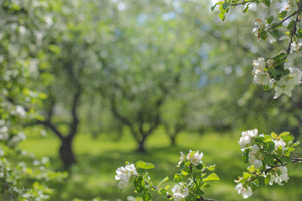 Плодовый сад МГУ