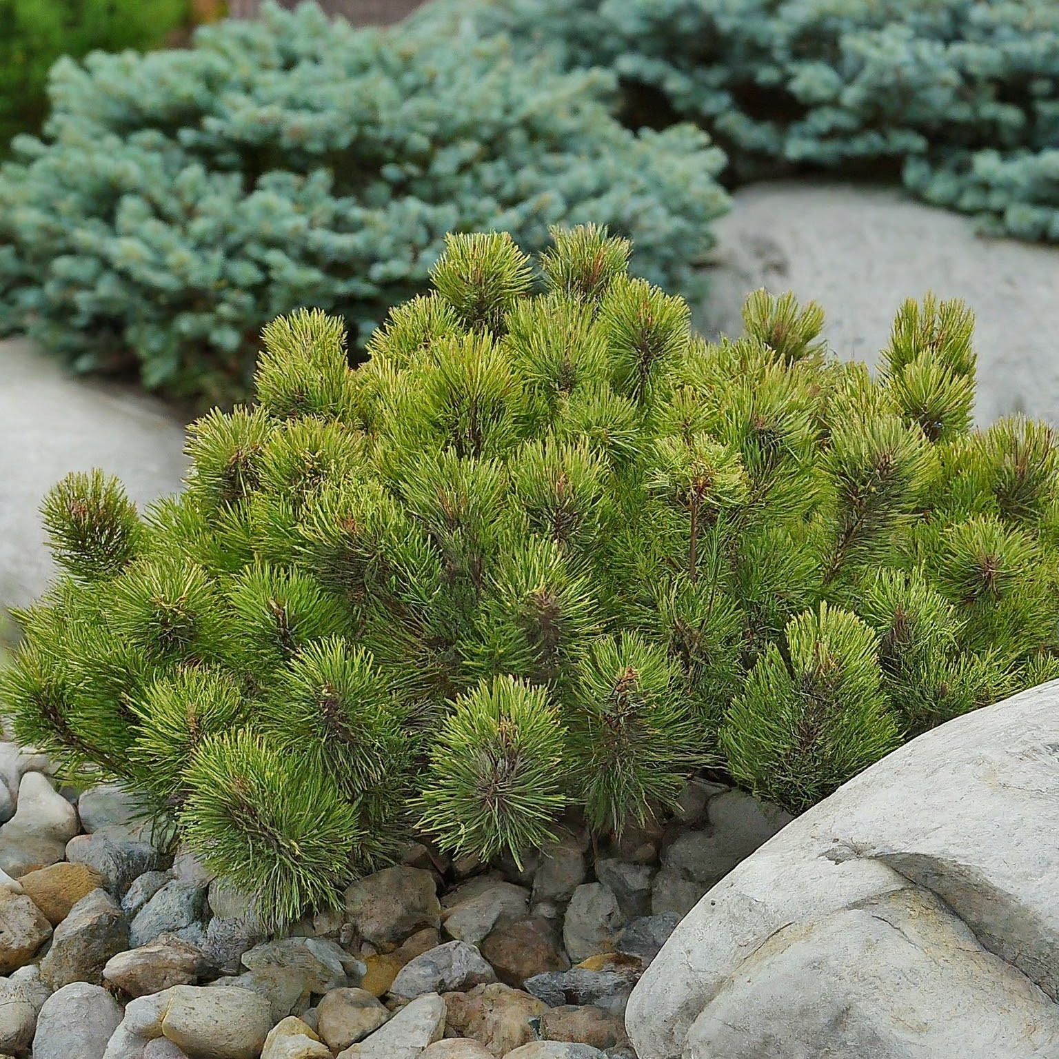 Проект 3. Скандинавский