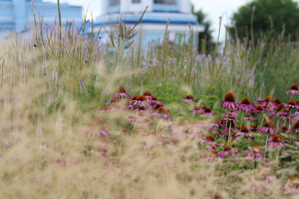 Цветники Советской площади