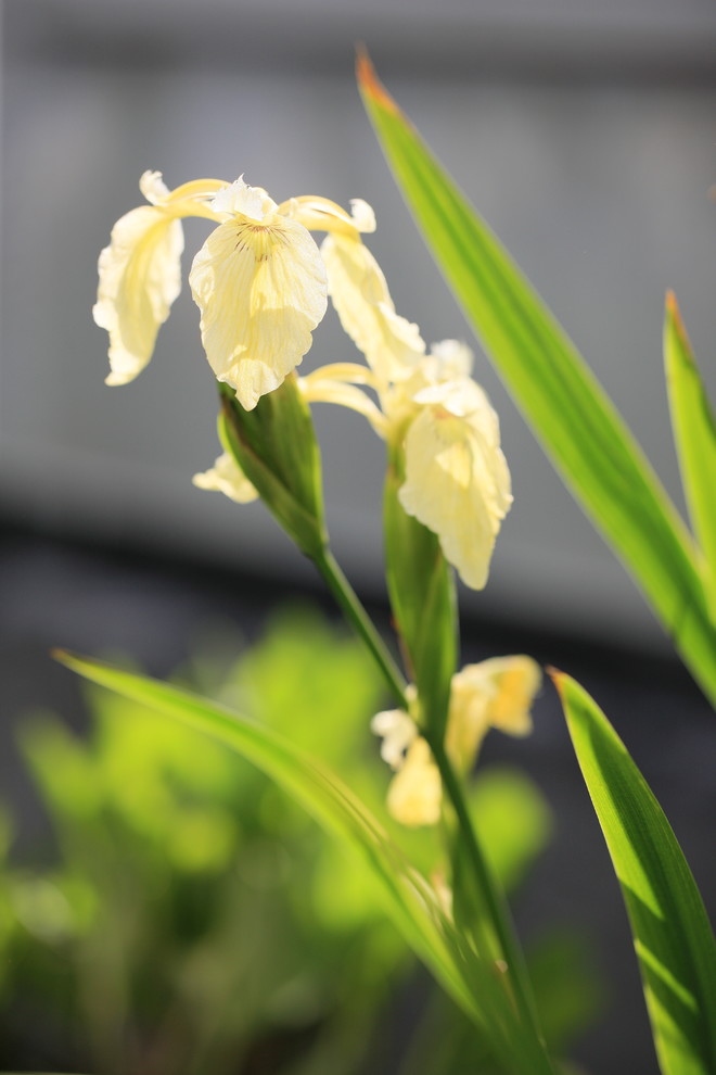 Геометрия природы Moscow Flower Show 2017