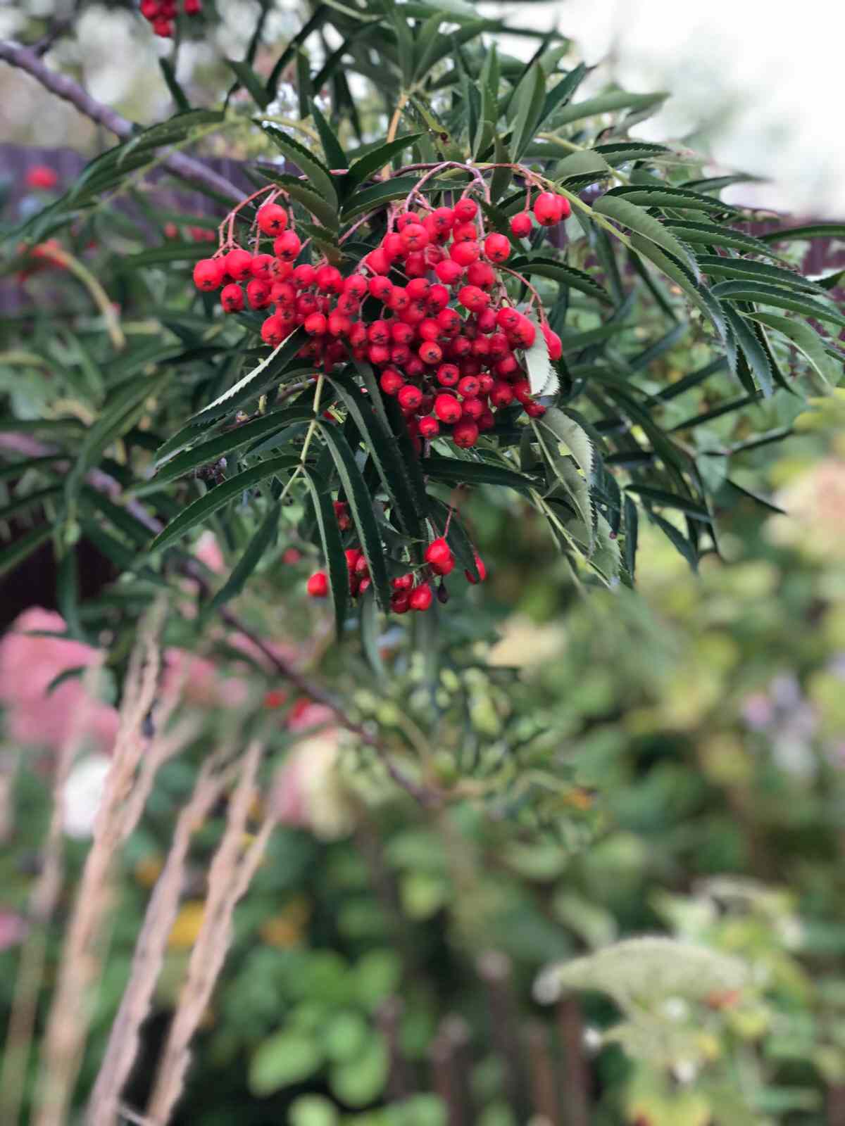 Сад "Каликат"