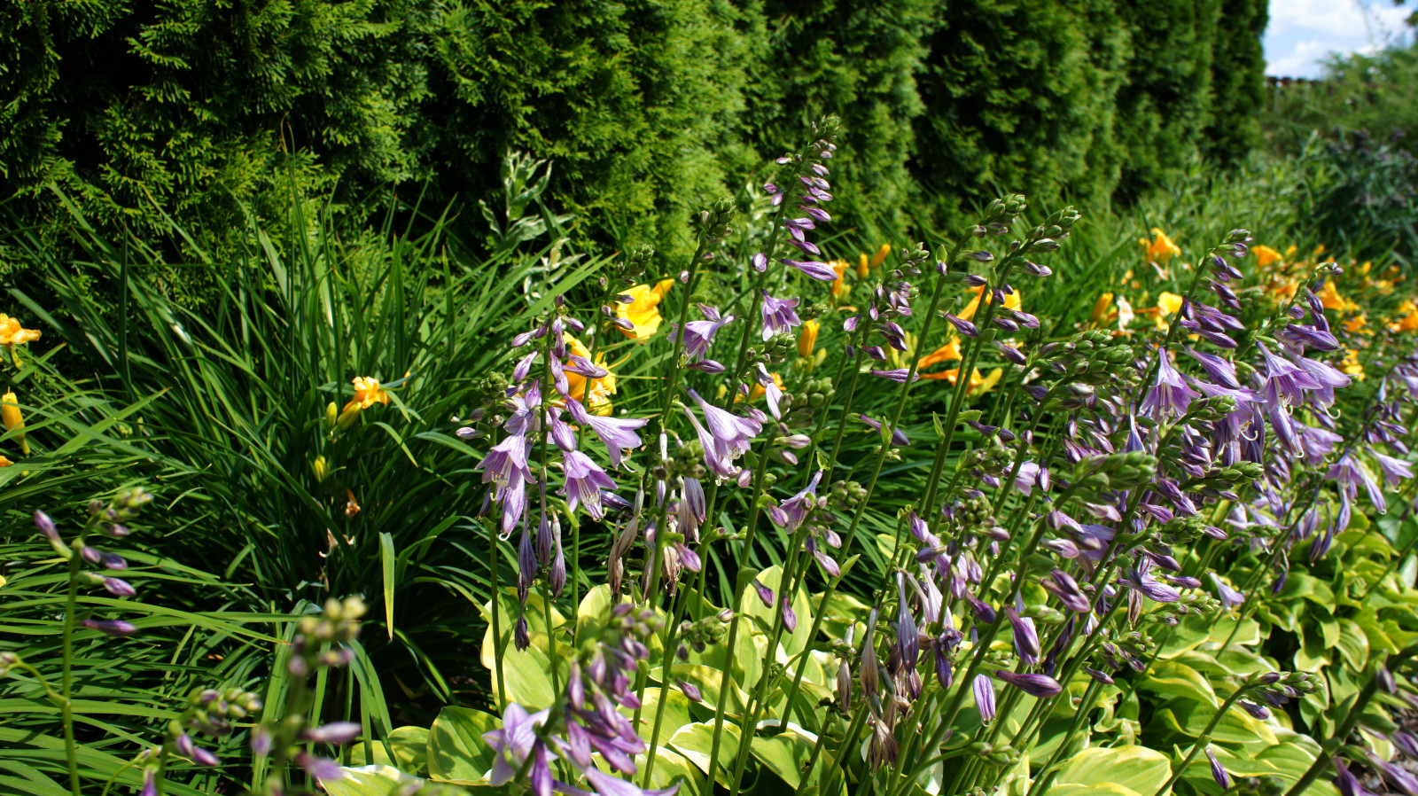 Цветники и композиции крупным планом