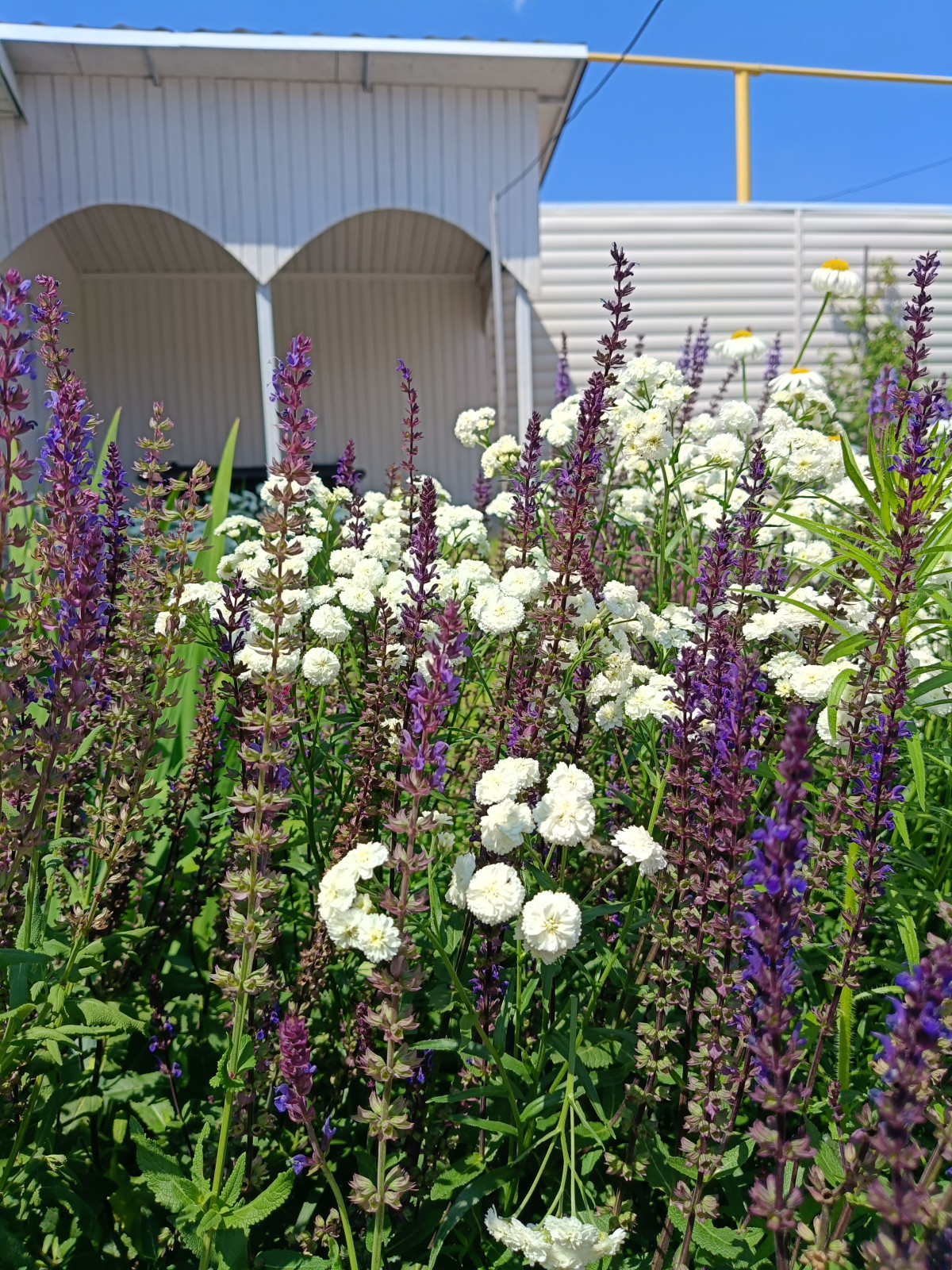 Сад на 2,5 сотках