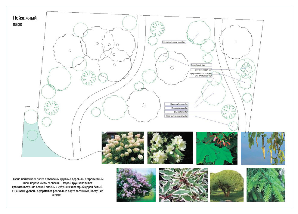Дендрологический план. Фрагмент.