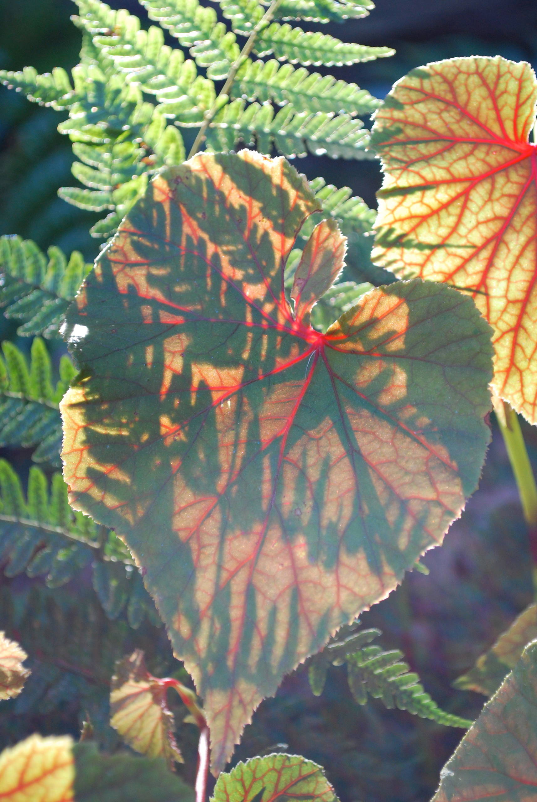 Солнце мое: Как сделать план дачного участка, исходя из движения солнца