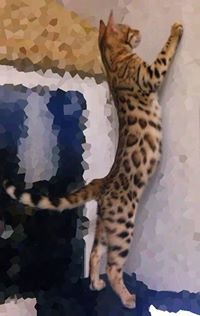 Алена Бенгал