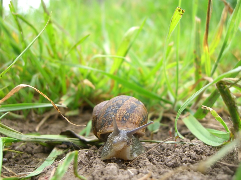Нестандартные животные в стандартной квартире