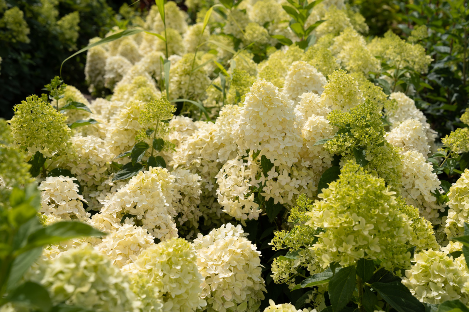 Гортензии для сада премиум-класса