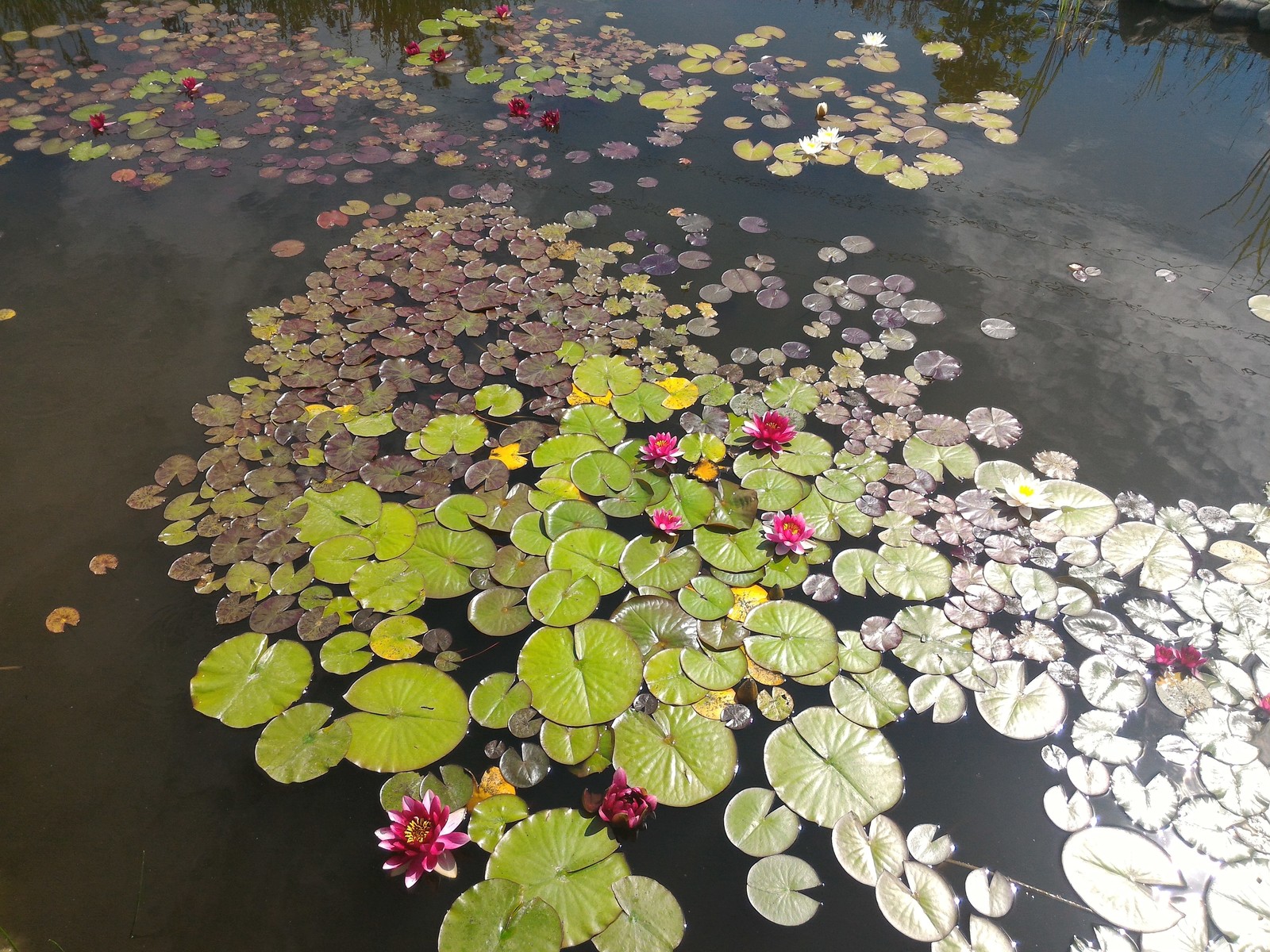Водоем в саду