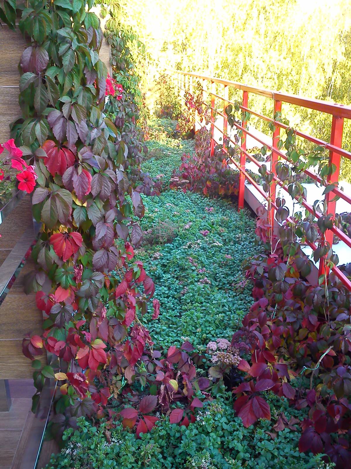 Зелёная крыша гостиницы "Альфа"