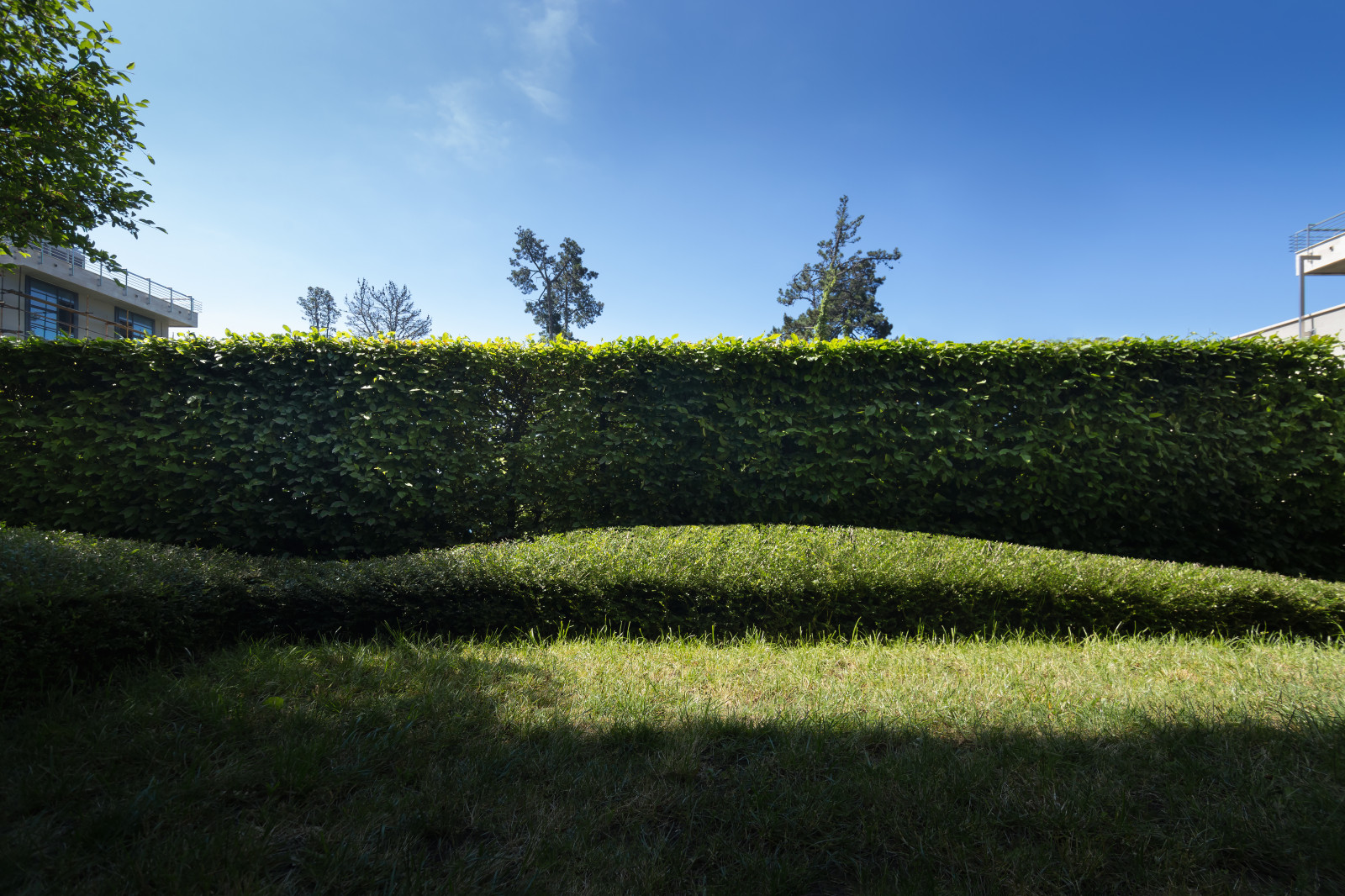 Зеленая роща