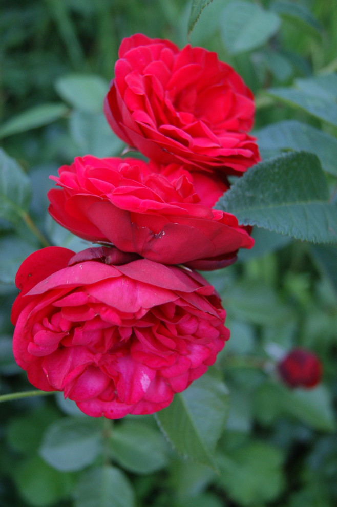 Как правильно: Выбрать саженцы роз для посадки