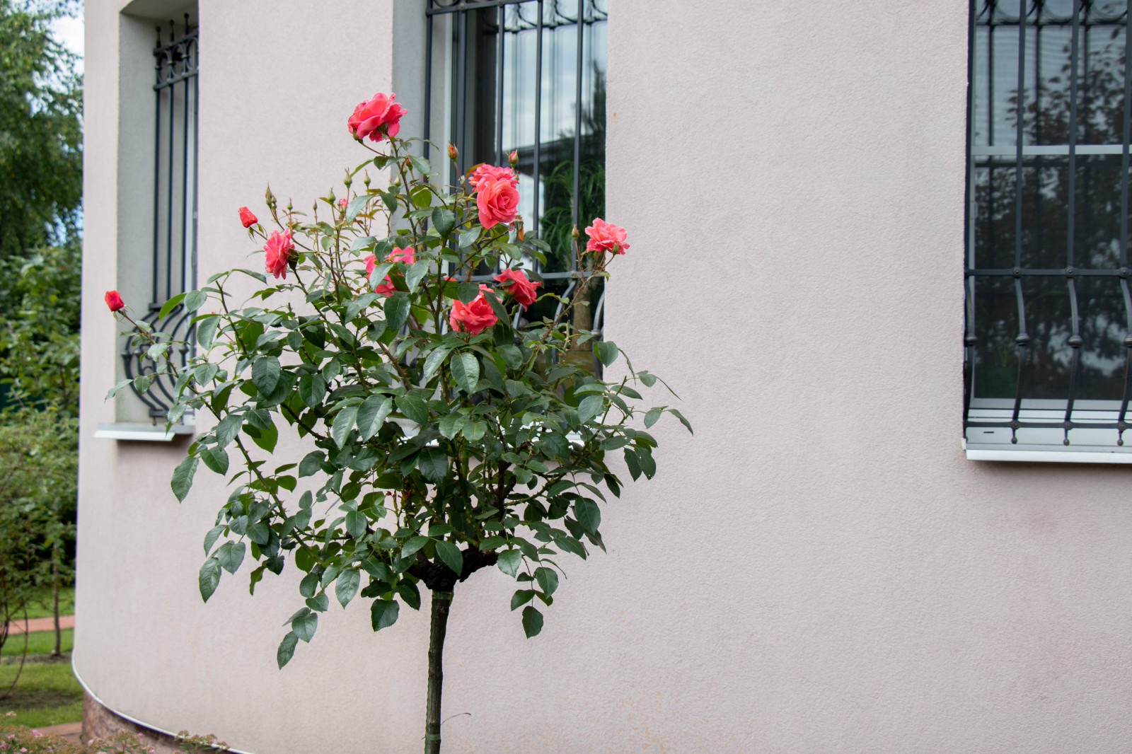 Французский садик в поселке Рыбаки Дмитровское шоссе