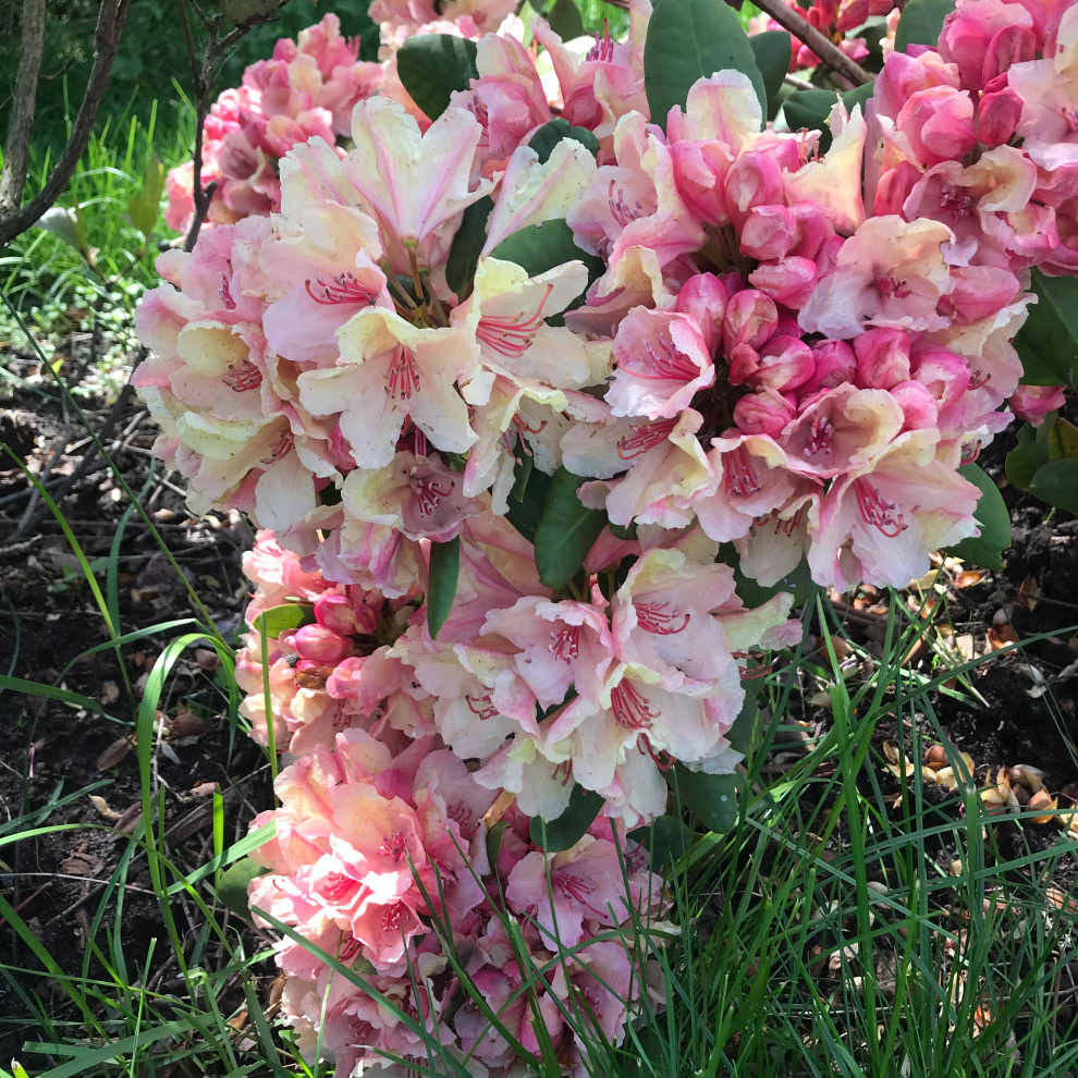 Сад на песках