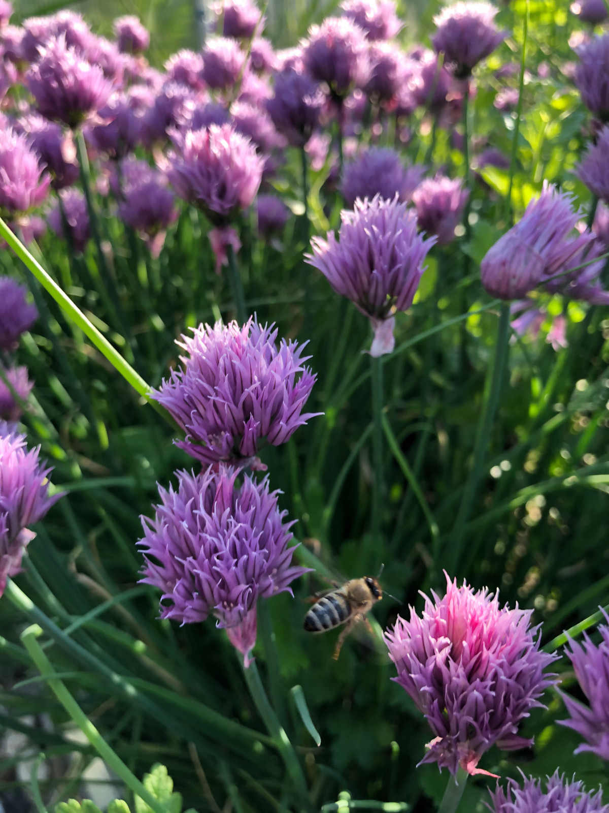 КП Лисавино