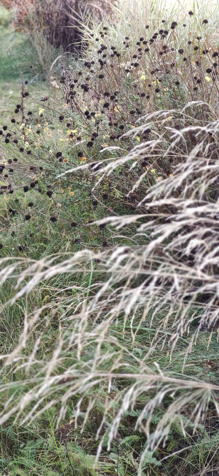 Проект "Волга"